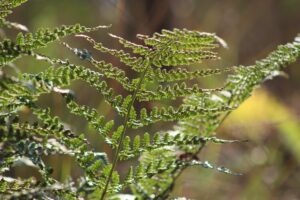 Themabijeenkomst Autisme en Veranderingen