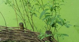 Themabijeenkomst Autisme en Veranderingen