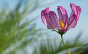 Contactmiddag Autisme in Drempt