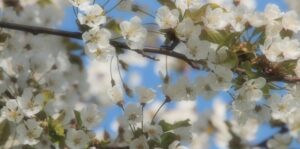 Contactmiddag Autisme in Drempt